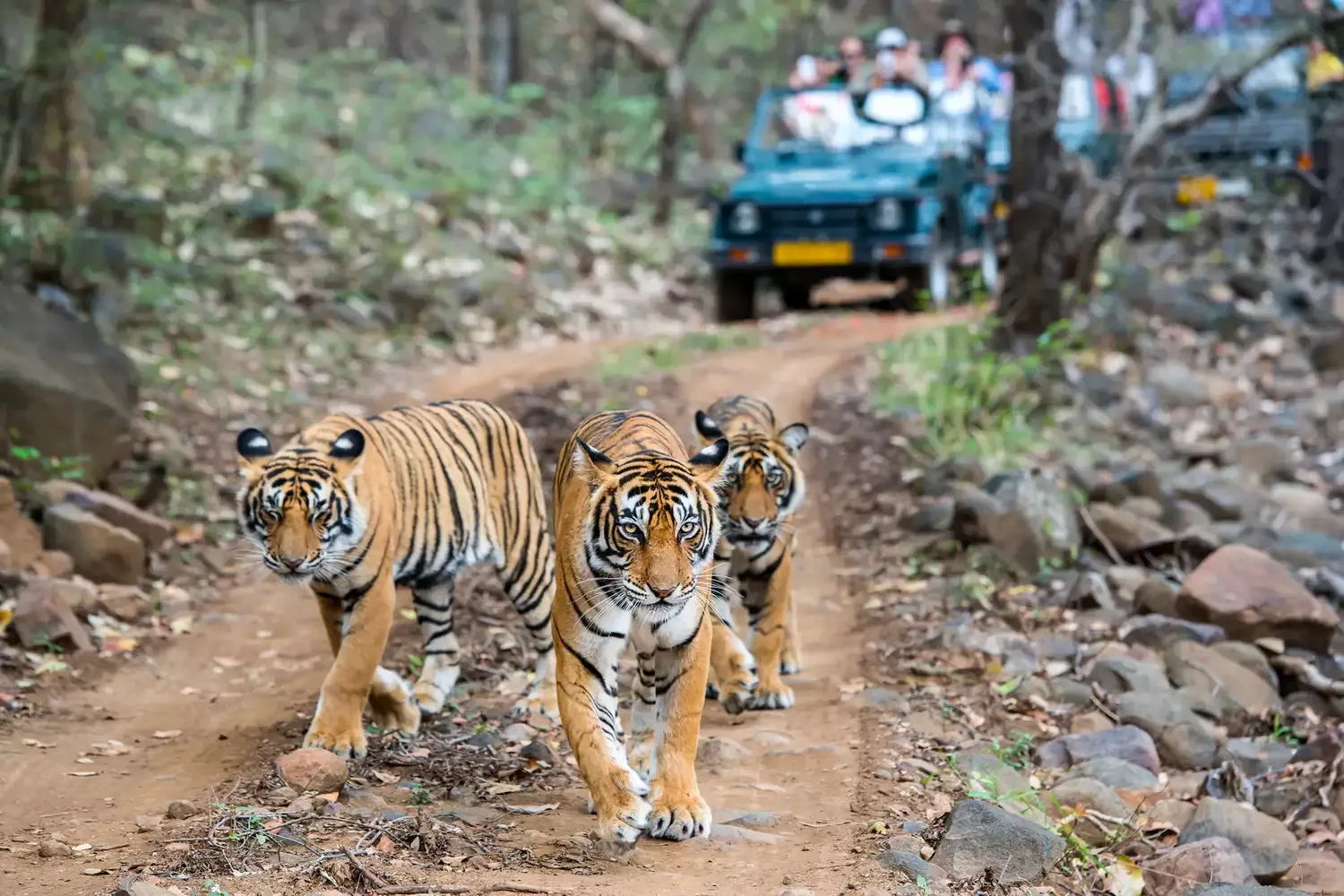 Why India Should Be Your Next Safari Destination