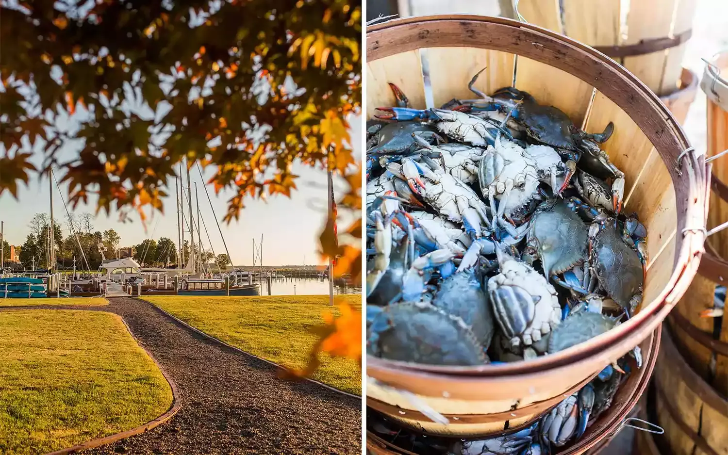 The Once-endangered Chesapeake Bay Is Thriving Again — and Fall Is the Perfect Time to See It