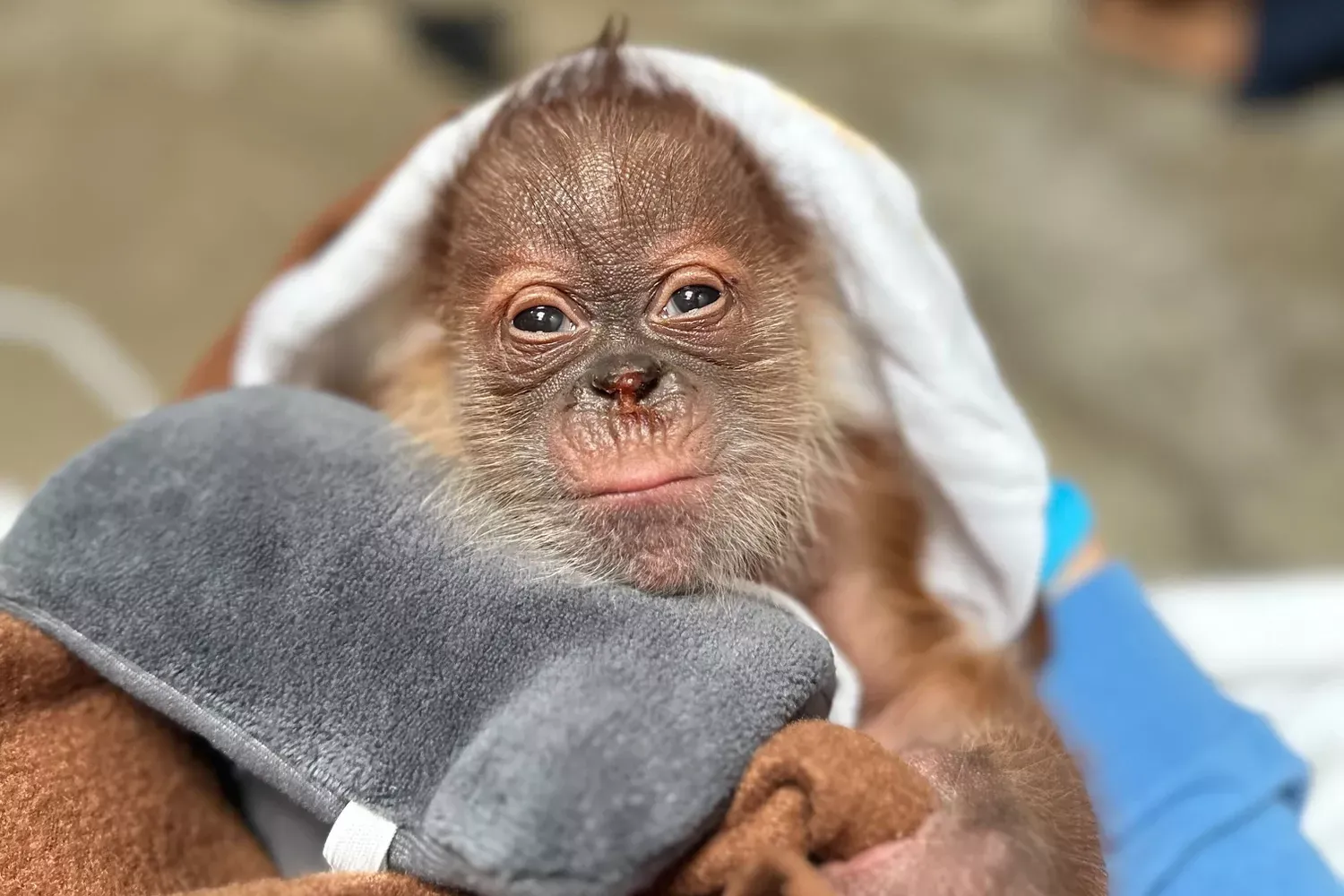 This Baby Orangutan Was Just Born at a California Zoo — See the Most Adorable Photos