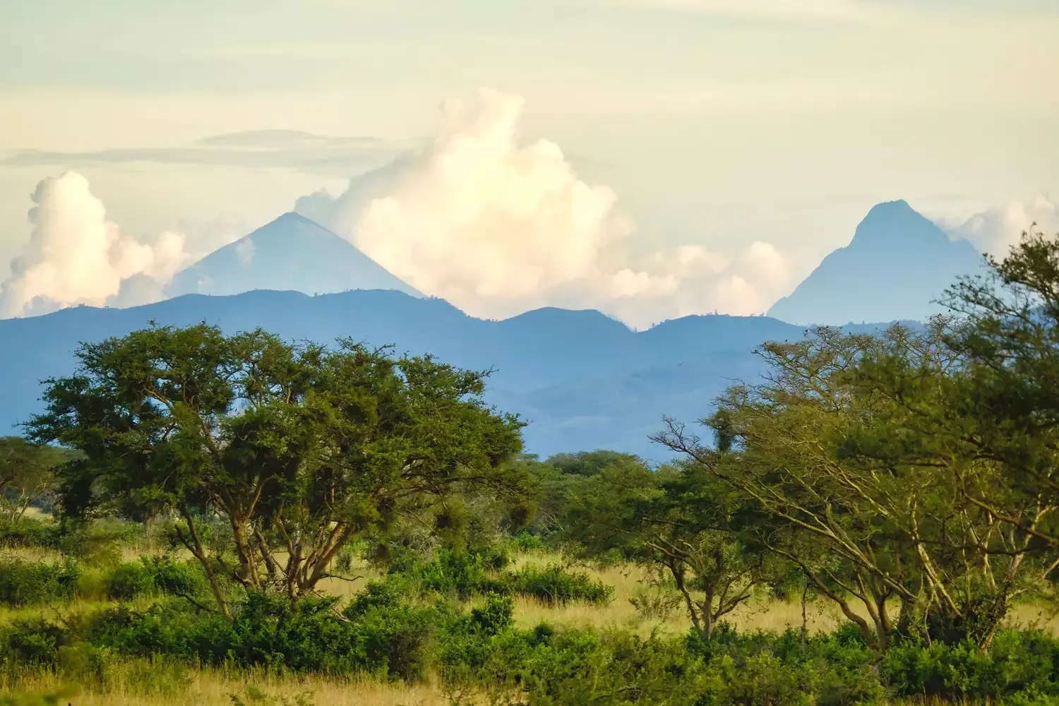 What to Expect on a Chimpanzee Trekking Tour in Uganda, According to a Top Safari Advisor