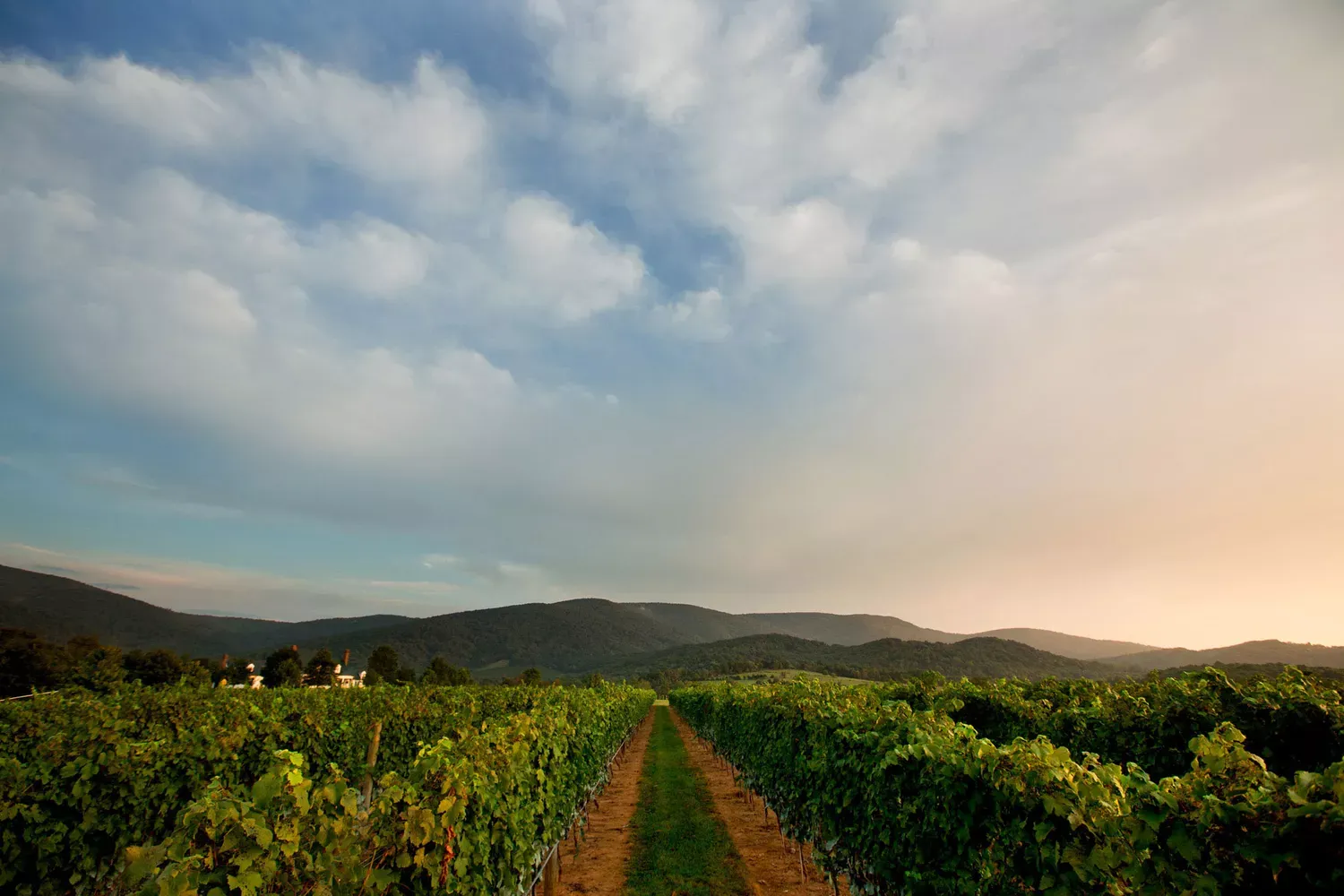 This Small Virginia City Has a One-of-a-kind Wine Scene Served With Southern Hospitality