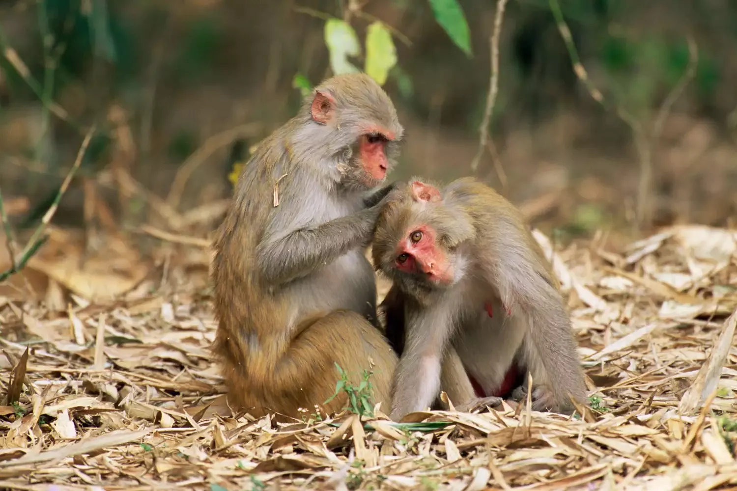 There's an Island in South Carolina With 4,000 Wild Monkeys