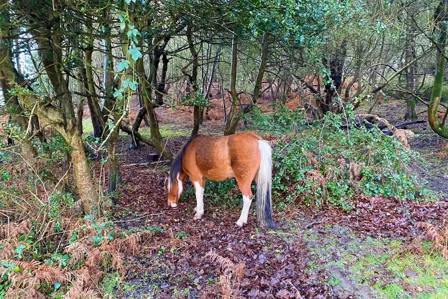 Hike With Ponies, Shop for Magic Spells, and Stay in a Charming Manor House in England's New Forest