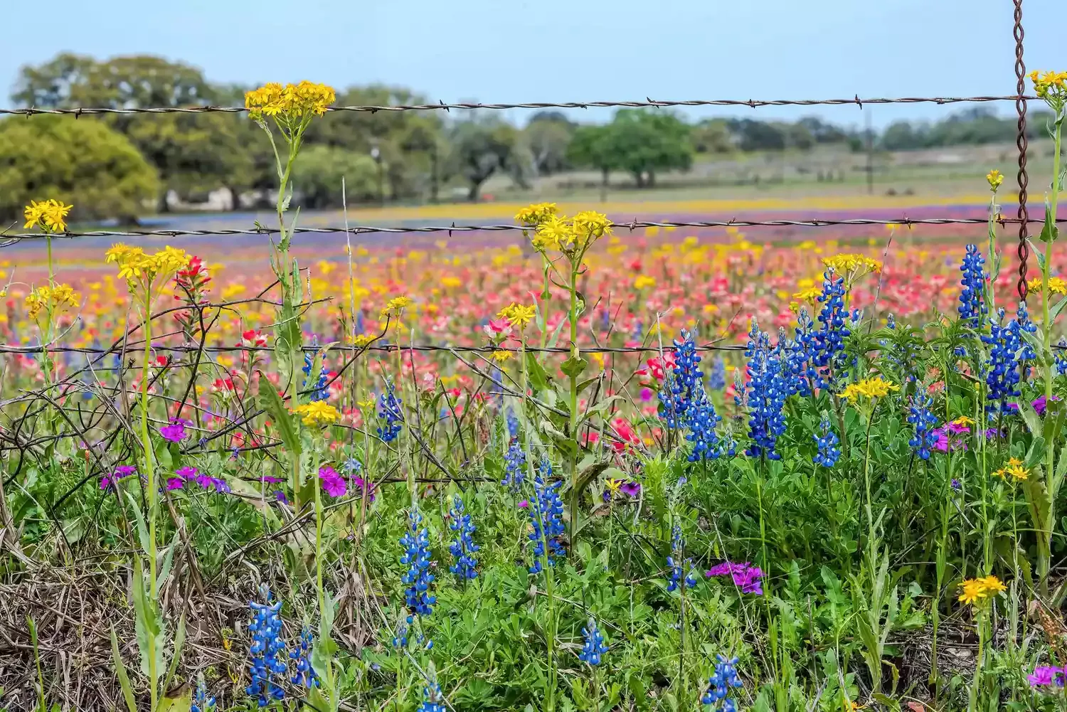 This State Is One of the Best in the U.S. for a Spring Road Trip — With 800,000 Miles of Wildflower-lined Highways