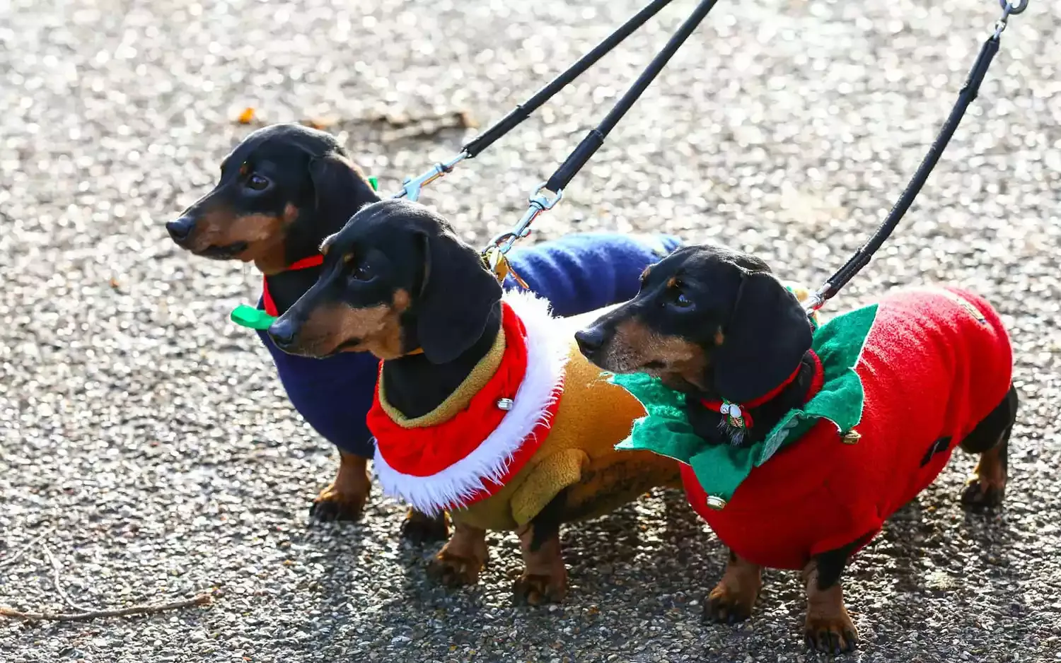 Hundreds of Dachshunds Showed up for This Christmas Sausage Walk in London's Hyde Park (Video)