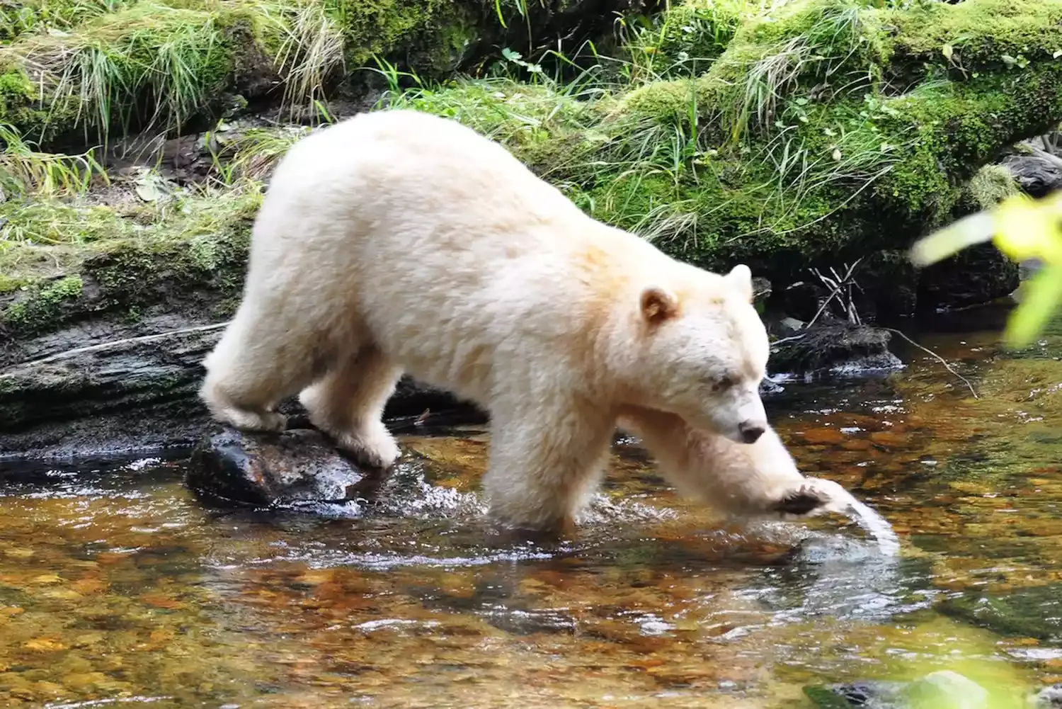 Canada’s Great Bear Rainforest Is Home to the Rarest Bear in the World — Here’s How to See One