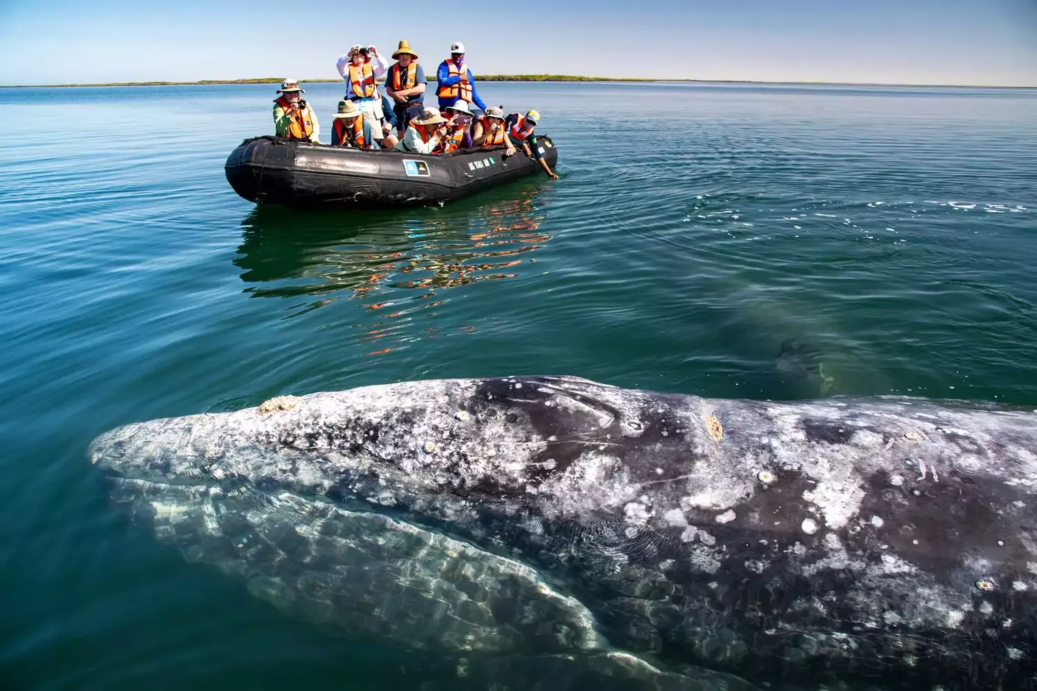 This Epic Baja Cruise Includes Ocean Kayaking, Beach Biking, and Whale Watching