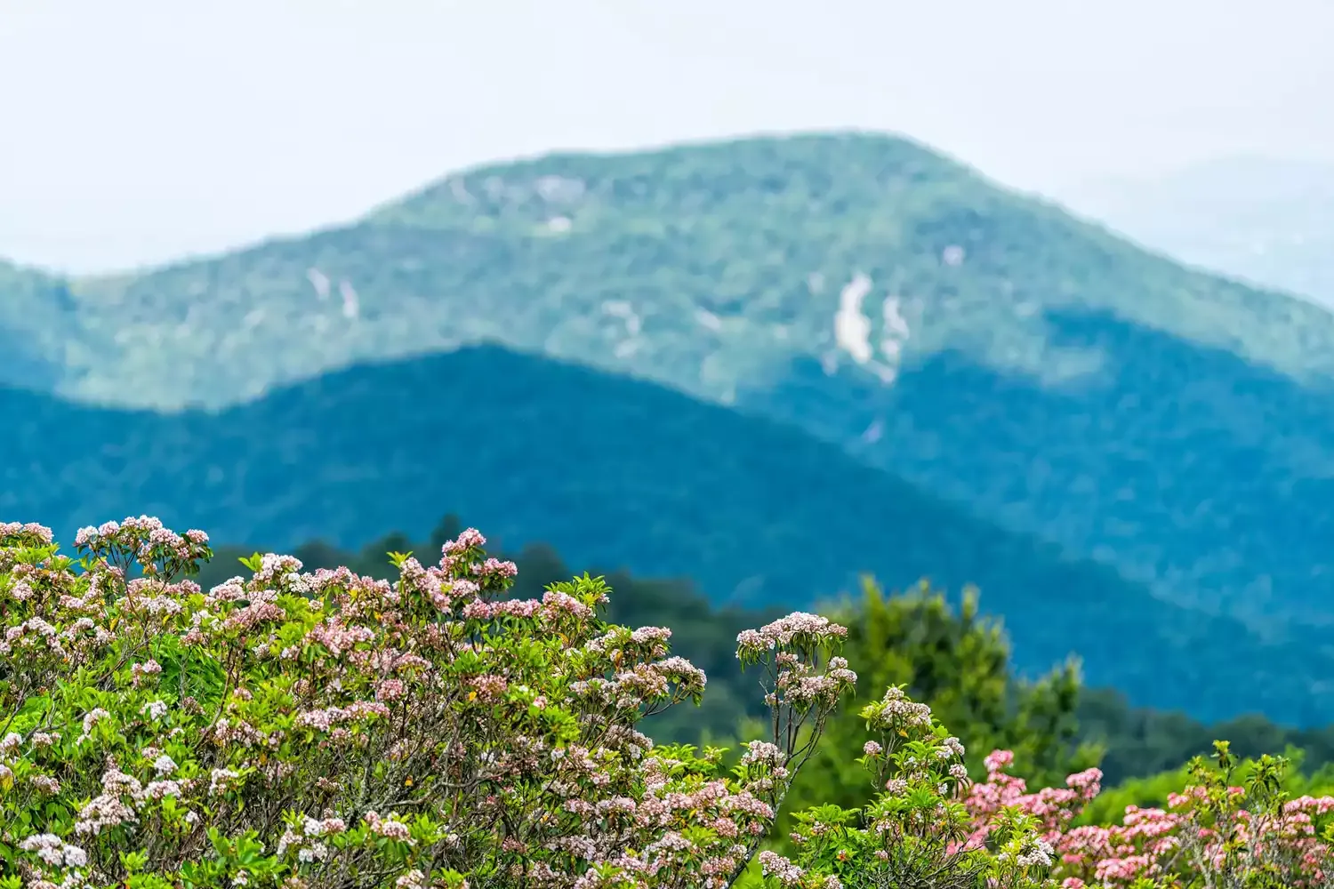 This East Coast National Park Has Some of the Best Wildflower Fields in the U.S. — With 862 Flower Species and an Extra-long Blooming Season