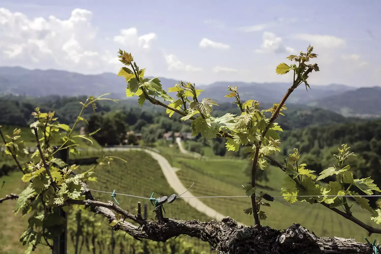 This European Country Is Leading the Natural Wine Movement — Here's Where to Drink