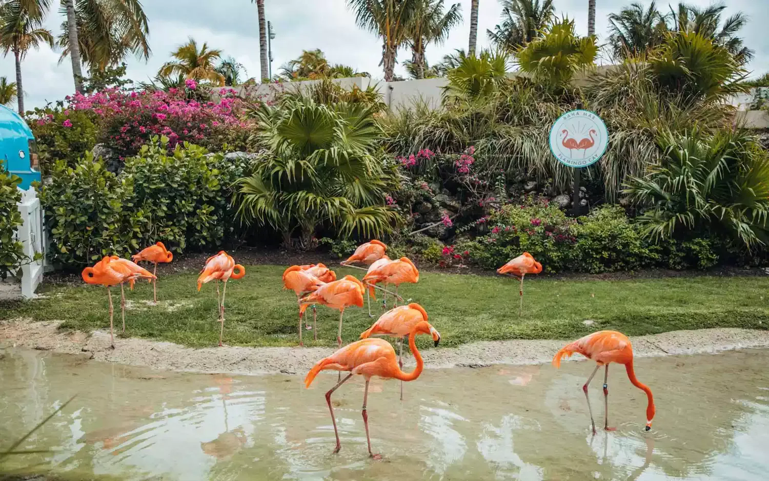 You Can Do Yoga With Flamingos at This Bahamas Resort